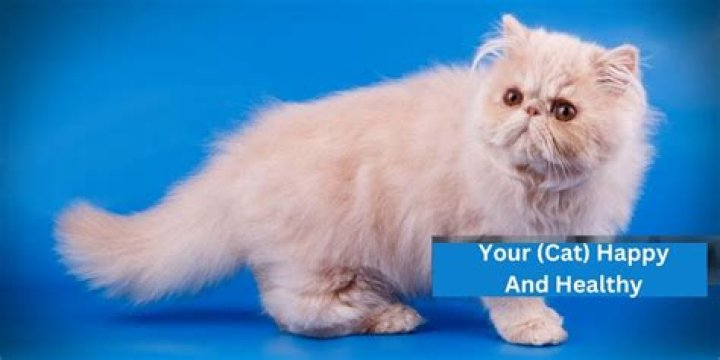 Essential Discoveries For A Healthy And Happy Cat
